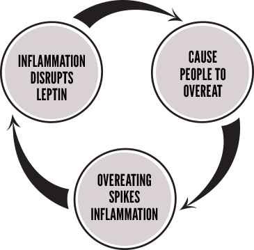 Cycle between inflammation, leptin disruption, overeating