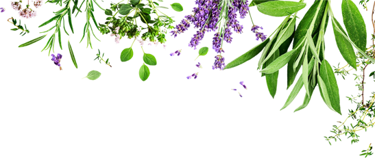Various fresh herbs and green leaves